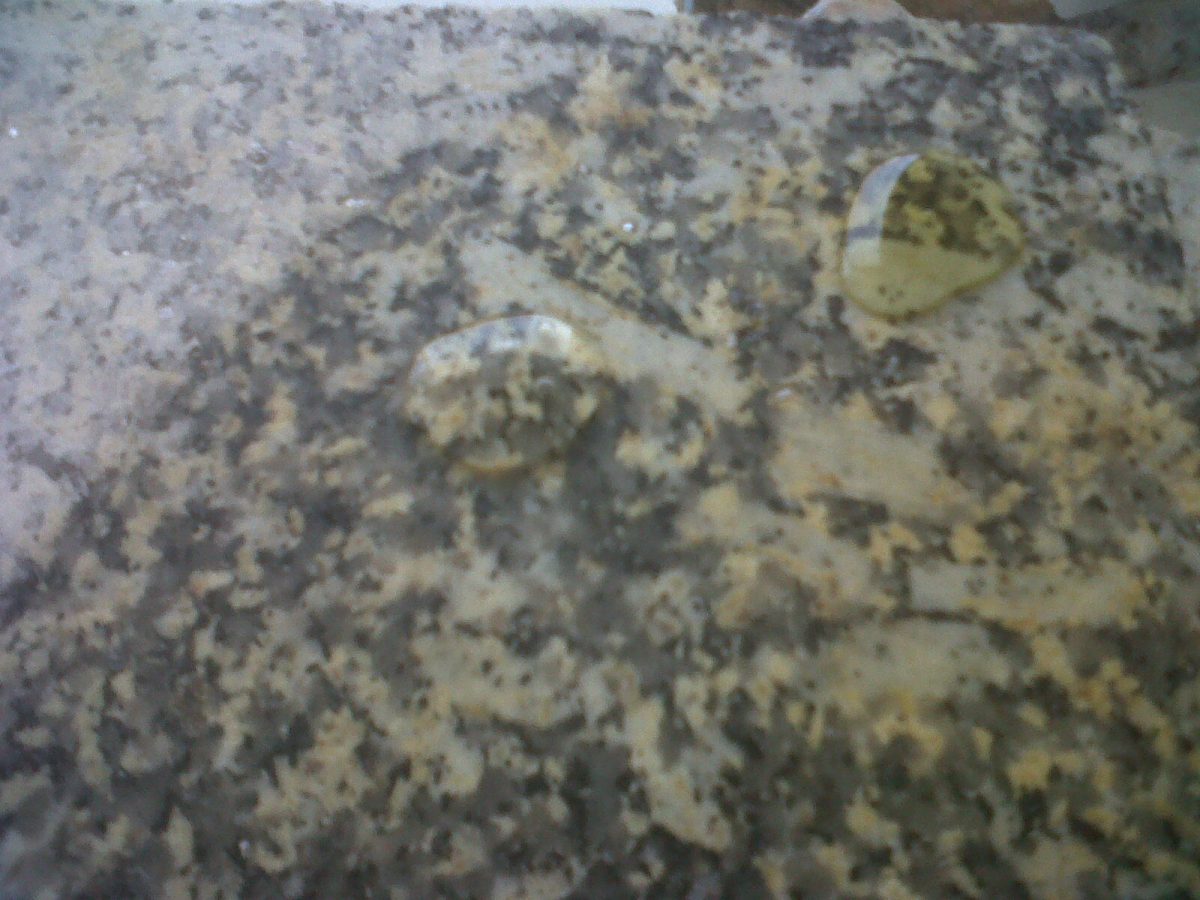 Wet-look water and oil repellent